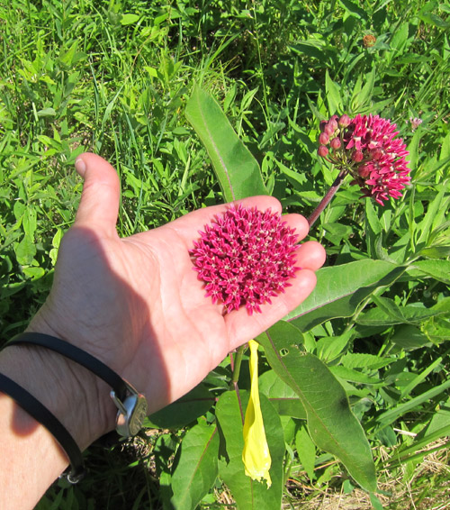 susan-lordi-flowers.jpg susan-lordi-flowers.jpg